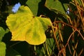 Detail of large leaves and long tall bean-like seed pods of Catalpa decorative tree, possibly Catalpa Ovata