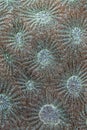 Detail of Larger star coral. Royalty Free Stock Photo