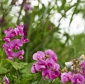 detail of Lathyrus tuberosus Royalty Free Stock Photo