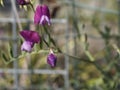 detail of Lathyrus tuberosus Royalty Free Stock Photo