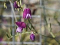 detail of Lathyrus tuberosus Royalty Free Stock Photo