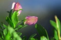 detail of Lathyrus tuberosus Royalty Free Stock Photo