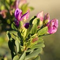 detail of Lathyrus tuberosus Royalty Free Stock Photo