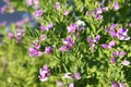 detail of Lathyrus tuberosus Royalty Free Stock Photo