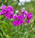 detail of Lathyrus tuberosus in a garden Royalty Free Stock Photo