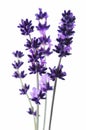 Detail of lavender flower