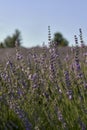 Detail of lavender plant leaves, macro detail Royalty Free Stock Photo