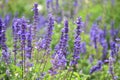 Detail lavender plants in perspective with soft colors