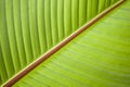 Detail of leaf of Banana tree Royalty Free Stock Photo