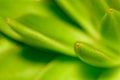 An image of a detail of a leaf of a beautiful succulent plant.