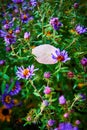 Detail of leaf with dew resting on plant with purple flowers Royalty Free Stock Photo