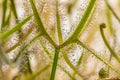 Detail of the leaf of a Drosera sundew carnivorous plant Royalty Free Stock Photo