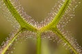 Detail of the leaf of a Drosera sundew carnivorous plant