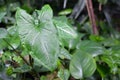 Leaf of an exotic `Syngonium Podophyllum Schott Trileaf Wonder` plant Royalty Free Stock Photo