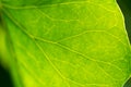 Detail of leaf of green plant Royalty Free Stock Photo