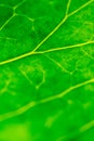 Detail of leaf of green plant Royalty Free Stock Photo