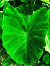Detail of leaf of green plant natural fresh beautiful fresh Royalty Free Stock Photo