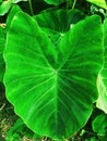 Detail of leaf of green plant natural fresh beautiful light Royalty Free Stock Photo