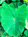 Detail of leaf of green plant natural fresh beautiful sunny Royalty Free Stock Photo