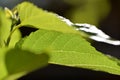 Detail of a leaf of a mulberry Royalty Free Stock Photo