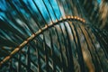 Detail of a leaf of phoenix canariensis Royalty Free Stock Photo