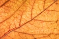 Detail leaf plane-tree with autumn colors