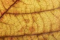 Detail leaf plane-tree with autumn colors