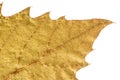 Detail leaf plane-tree with autumn colors