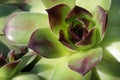 Detail of leaf rosette of houseleek succulent plant, genus latin name Sempervivum.