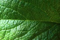 Detail of leaf texture of mint plant, possibly Spearmint, latin name Mentha Spicata, in spring daylight sunshine. Royalty Free Stock Photo