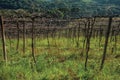 Detail of leafless grapevines in a vineyard