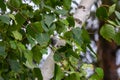 Detail of leafs and blossom of Betula pendula tree, silver birch Royalty Free Stock Photo