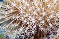 Detail of leather coral in the Red sea. Royalty Free Stock Photo