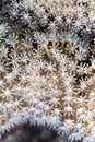 Detail of leather coral in the Red sea. Royalty Free Stock Photo