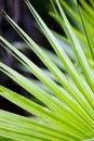 detail of leave, Everglades National Park, Florida, USA