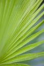 detail of leave, Everglades National Park, Florida, USA