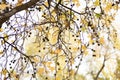 Detail of leaves on the branch of a tree. Autumn colors