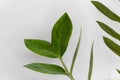 Leaves of a cardboard palm, Zamia furfuracea