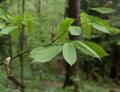 Detail of the leaves of the endangered American chestnut tree with characteristic toothed margins.