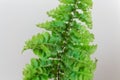 Leaves of the fern Nephrolepis exaltata Royalty Free Stock Photo