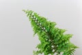 Leaves of the fern Nephrolepis exaltata Royalty Free Stock Photo