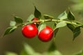 Detail of leaves and fruits of butcher`s broom