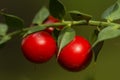 Detail of leaves and fruits of butcher`s broom