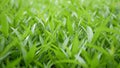 Detail leaves of green field. Field of small leaves of fresh green grass