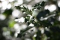 Ilex aquifolium