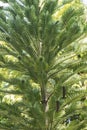 Detail of leaves, male and female cones on Wollemia pine