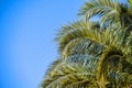 detail of the leaves of a palm tree Royalty Free Stock Photo