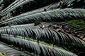 detail of the leaves of a palm tree Royalty Free Stock Photo