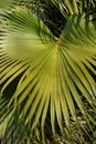 detail of the leaves of a palm tree Royalty Free Stock Photo