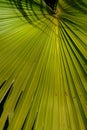 detail of the leaves of a palm tree Royalty Free Stock Photo